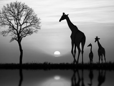 Silhouette of giraffe with reflection in water