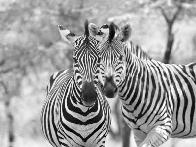 Two male zebra, in the natural African habitat